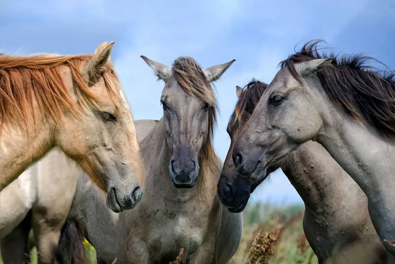 Drei Wildpferde stehen dicht beieinander