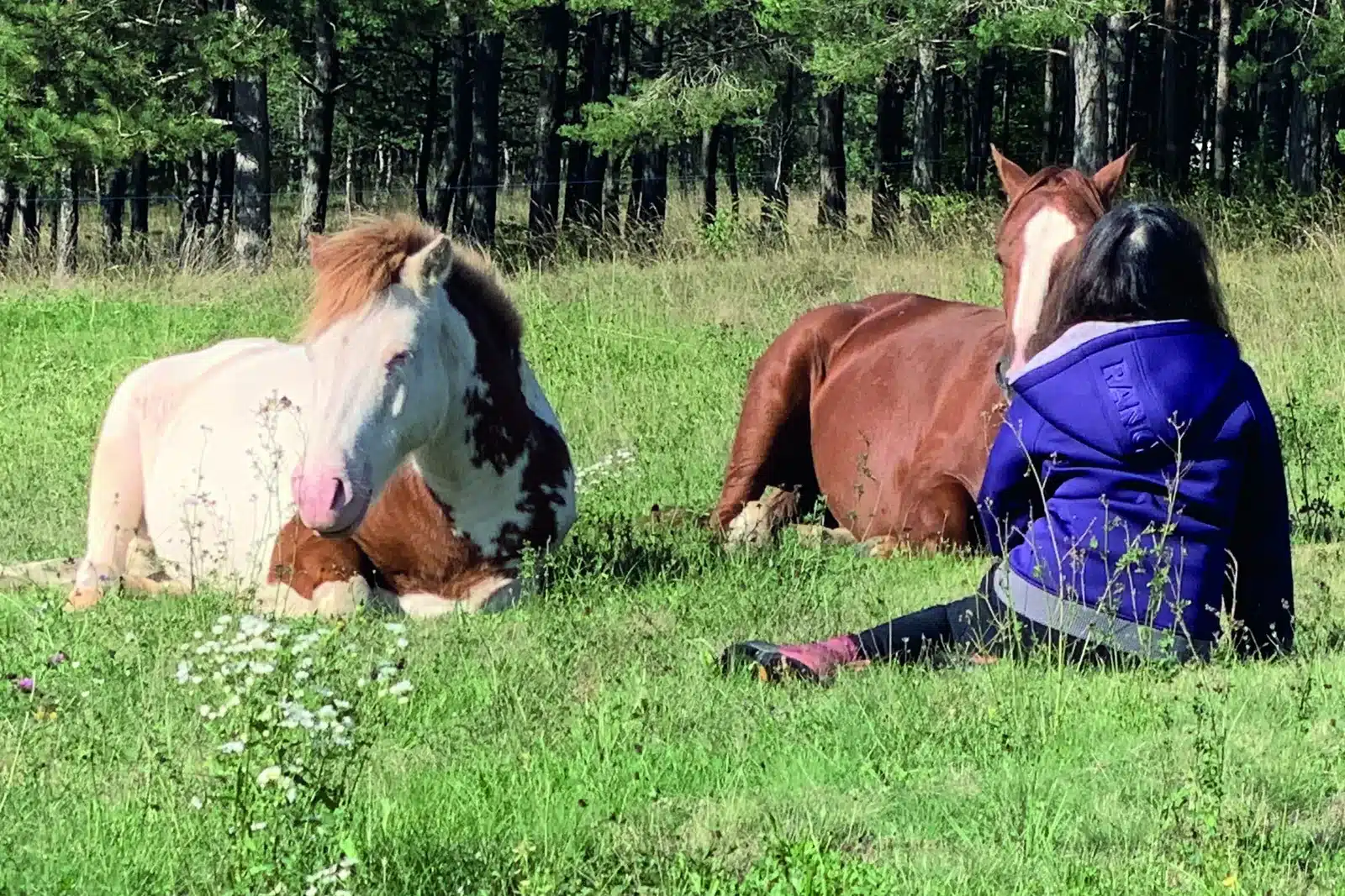 Frau sitzt im Gras bei zwei liegenden Pferden