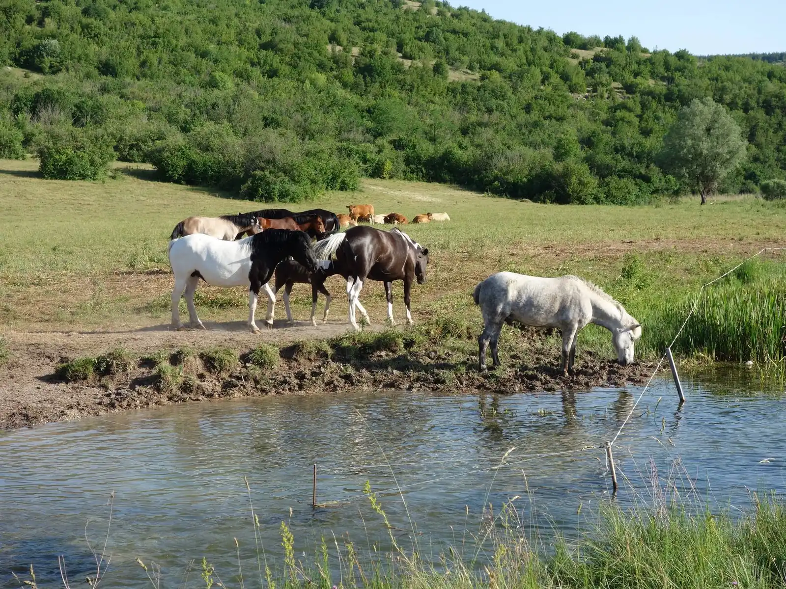 Herde am Flusslauf