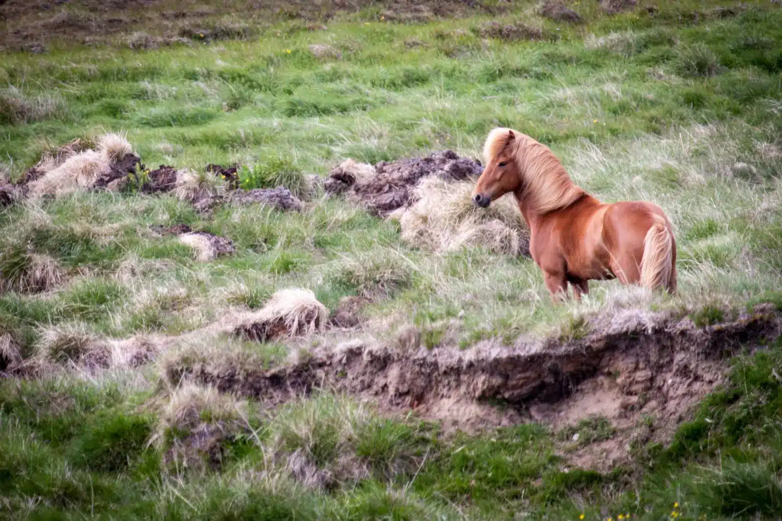 Pferd in weiter Heidelandschaft
