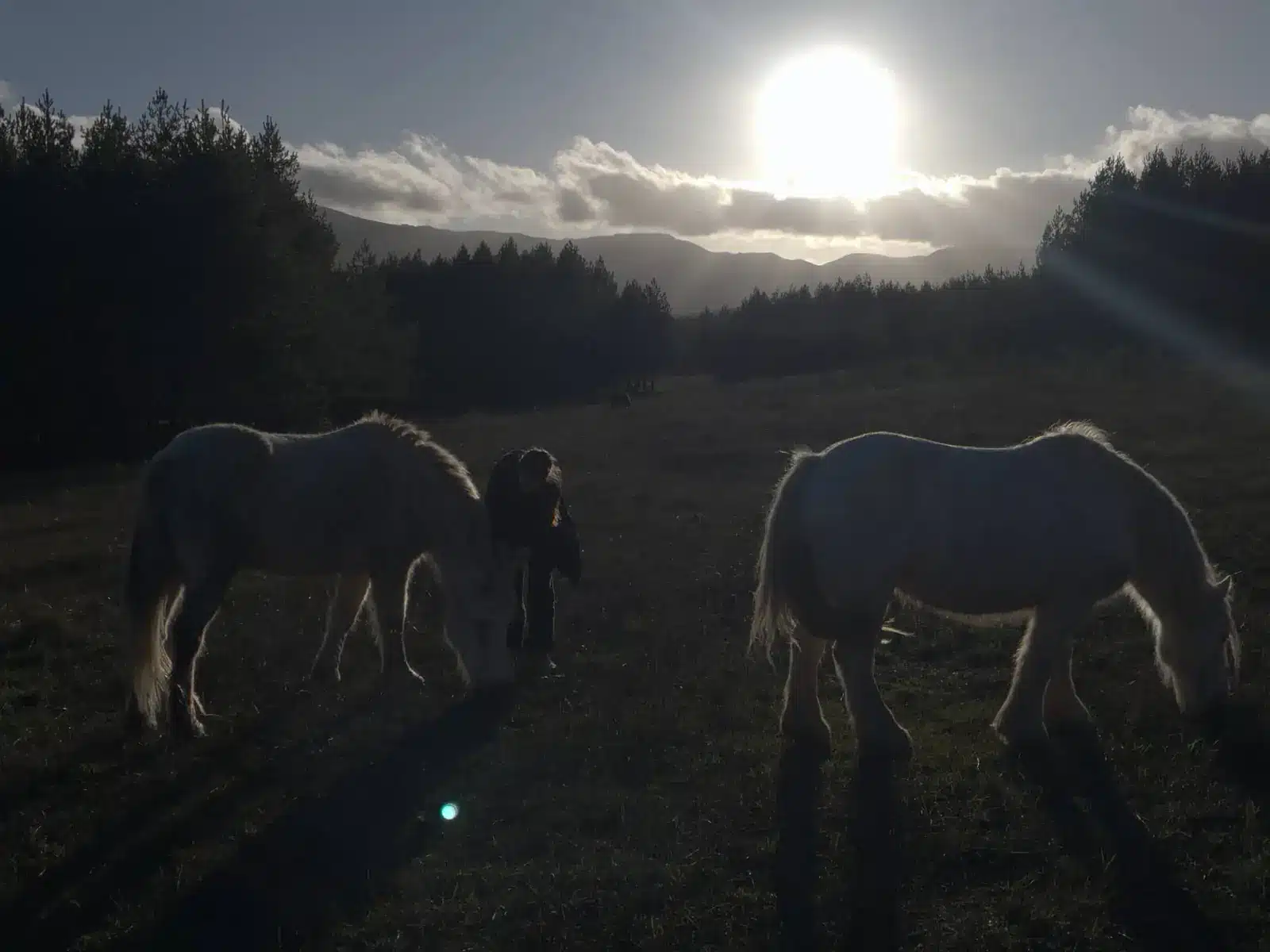 Pferde im Abendlicht